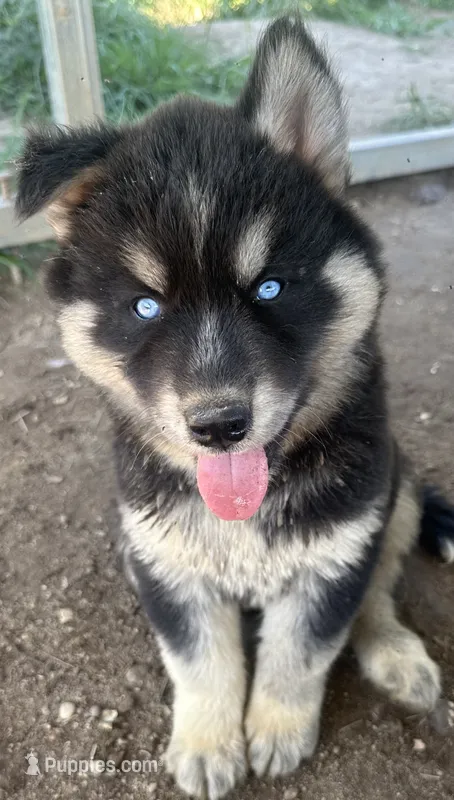 Turquoise boy nc – Siberian Husky puppy for sale in Nashville, NC