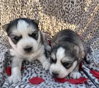 Bridget’s boy Luigi , a male Siberian Husky for sale in Nashville, NC – Photo 2 of 4