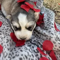 Bridget’s boy Luigi , a male Siberian Husky for sale in Nashville, NC – Photo 4 of 4