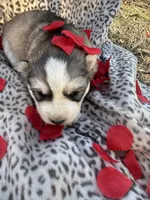 Bridget’s boy Luigi , a male Siberian Husky for sale in Nashville, NC – Photo 4 of 4