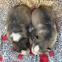 Bridget’s boy Luigi , a male Siberian Husky for sale in Nashville, NC – Photo 3 of 4