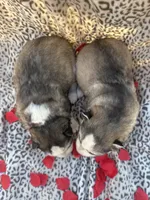 Bridget’s boy Luigi , a male Siberian Husky for sale in Nashville, NC – Photo 3 of 4