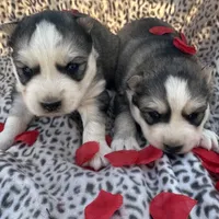 Bridget’s boy Luigi , a male Siberian Husky for sale in Nashville, NC – Photo 1 of 4