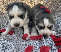 Bridget’s boy Luigi , a male Siberian Husky for sale in Nashville, NC – Photo 1 of 4