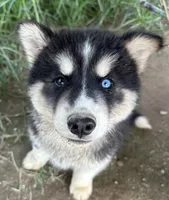 Onyx boy nc, a male Siberian Husky for sale in Nashville, NC – 3 of 3