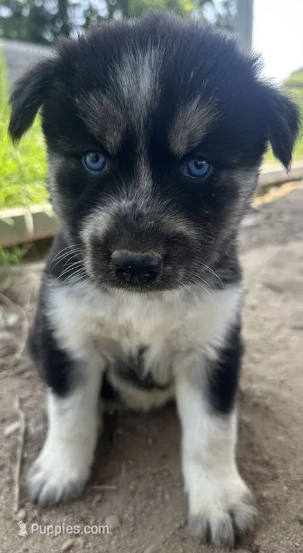 Onyx – Siberian Husky puppy for sale in Nashville, NC