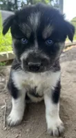 Onyx, a female Siberian Husky for sale in Nashville, NC – 1 of 2