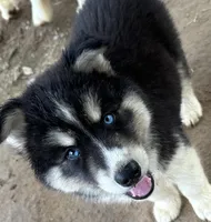 Onyx boy nc, a male Siberian Husky for sale in Nashville, NC – 2 of 3