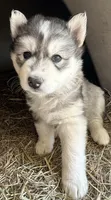 Grey girl nc, a female Siberian Husky for sale in Nashville, NC – Photo 1 of 4