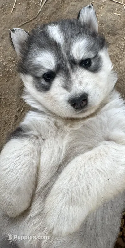 Grey girl nc – Siberian Husky puppy for sale in Nashville, NC