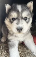 Grey girl nc, a female Siberian Husky for sale in Nashville, NC – Photo 2 of 2