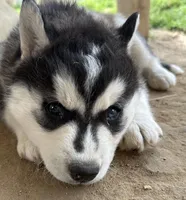 Black and white boy nc, a male Siberian Husky for sale in Nashville, NC – Photo 5 of 6