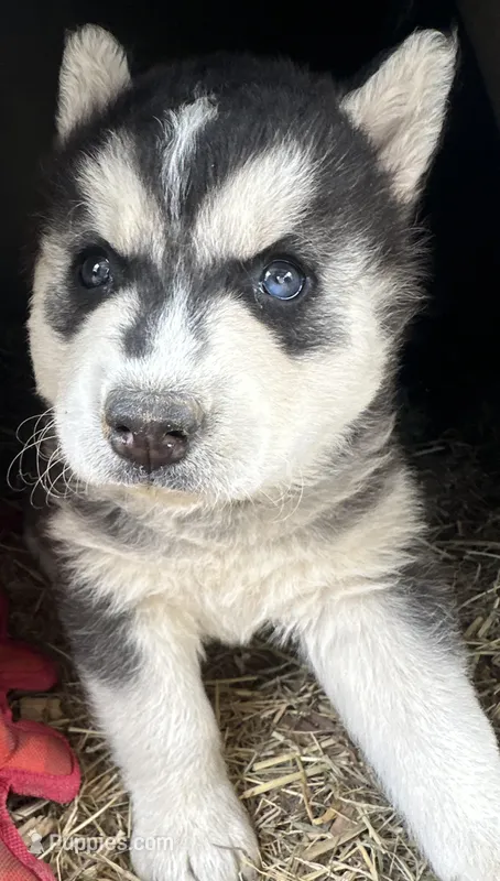 Black and white boy nc – Siberian Husky puppy for sale in Nashville, NC