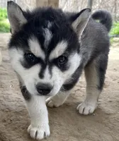 Black and white boy nc, a male Siberian Husky for sale in Nashville, NC – Photo 4 of 6