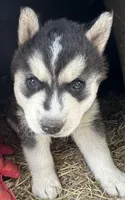 Black and white boy nc, a male Siberian Husky for sale in Nashville, NC – Photo 2 of 2