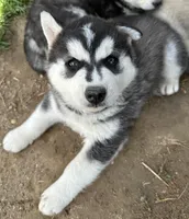 Shaggy Black and white boy nc, a male Siberian Husky for sale in Nashville, NC – Photo 8 of 8