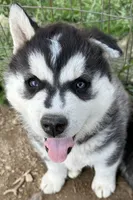 Shaggy Black and white boy nc, a male Siberian Husky for sale in Nashville, NC – Photo 1 of 8