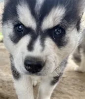 Black and white boy nc, a male Siberian Husky for sale in Nashville, NC – Photo 1 of 6