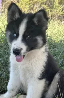 Simon, a male Siberian Husky for sale in Nashville, NC – Photo 6 of 6