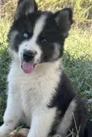 Simon, a male Siberian Husky for sale in Nashville, NC – Photo 1 of 6