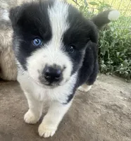 Simon, a male Siberian Husky for sale in Nashville, NC – Photo 4 of 6