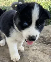 Simon, a male Siberian Husky for sale in Nashville, NC – Photo 2 of 6