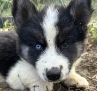 Simon, a male Siberian Husky for sale in Nashville, NC – Photo 3 of 6