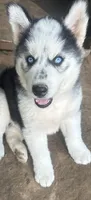 Evie’s boy 3 diamond , a male Siberian Husky for sale in Nashville, NC – 4 of 5