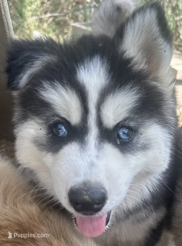 Ember girl nc  – Siberian Husky puppy for sale in Nashville, NC
