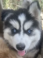 Ember girl nc , a female Siberian Husky for sale in Nashville, NC – 1 of 1