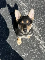 Kaiser, a male German Shepherd Dog for sale in Springfield, MO – 2 of 2