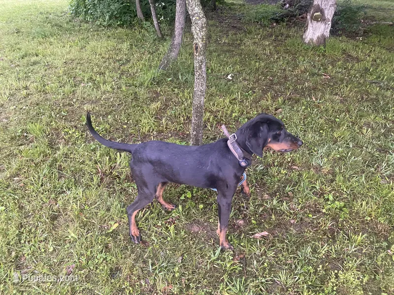 Ruth – American Black and Tan Coonhound puppy for sale in Springfield, MO