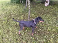 Ruth, a female American Black and Tan Coonhound for sale in Springfield, MO – 1 of 1