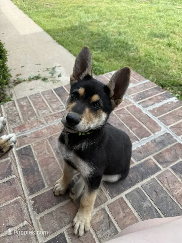 Kaiser – German Shepherd Dog puppy for sale in Springfield, MO