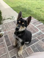 Kaiser, a male German Shepherd Dog for sale in Springfield, MO – 1 of 2