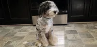 Theo, a male Aussiedoodle for sale in Clarksville, TN – 2 of 3