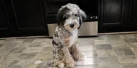 Theo, a male Aussiedoodle for sale in Clarksville, TN – 3 of 3