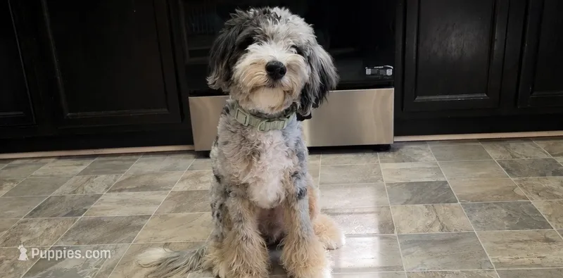 Theo – Aussiedoodle puppy for sale in Clarksville, TN