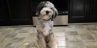 Theo, a male Aussiedoodle for sale in Clarksville, TN – 1 of 3