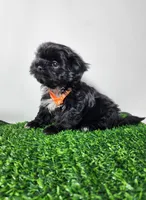 Zeus, a male Shih Tzu for sale in Redding, CA – 6 of 8