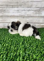 Bluey , a male Shih Tzu for sale in Redding, CA – 5 of 7