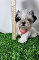 Tucker, a male Mal Shi for sale in Redding, CA – 4 of 8