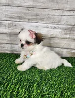 Luna, a female Mal Shi for sale in Redding, CA – 5 of 9