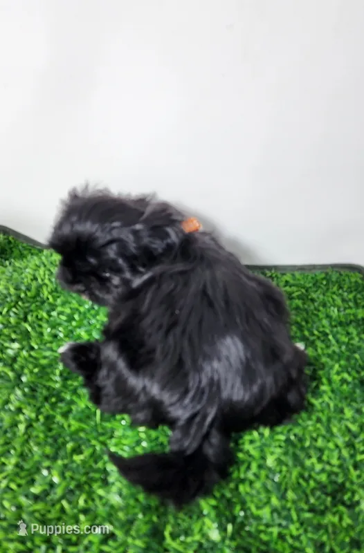 Zeus – Shih Tzu puppy for sale in Redding, CA