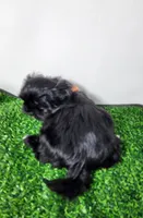 Zeus, a male Shih Tzu for sale in Redding, CA – 1 of 8