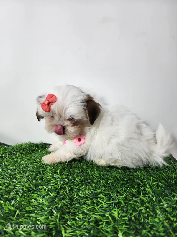 Daisy – Mal Shi puppy for sale in Redding, CA