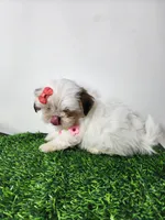 Daisy, a female Mal Shi for sale in Redding, CA – 1 of 8