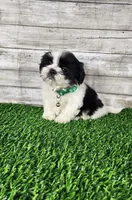 Gino, a male Shih Tzu for sale in Redding, CA – 5 of 6