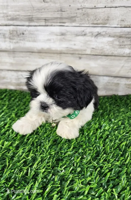 Gino – Shih Tzu puppy for sale in Redding, CA