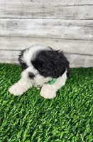 Gino, a male Shih Tzu for sale in Redding, CA – 1 of 6